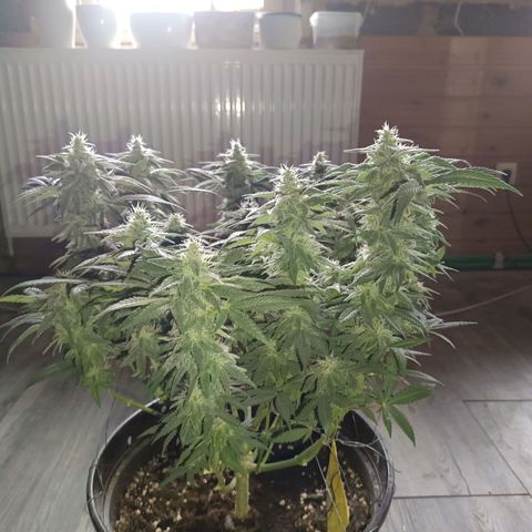 Hindu Kush growlog timeline photo