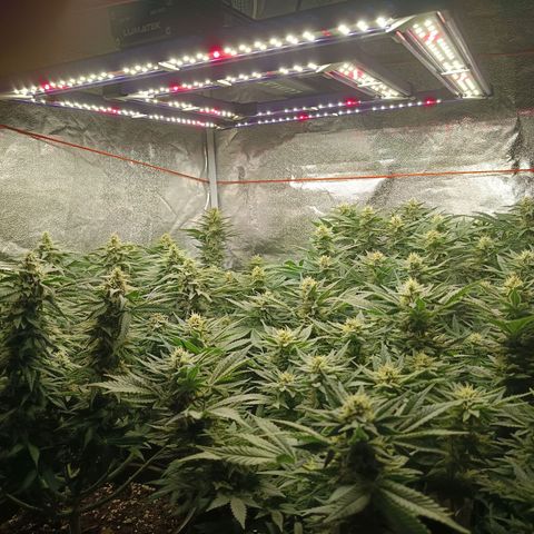 Green Poison growlog timeline photo