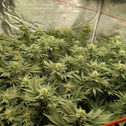 Green Poison growlog timeline photo