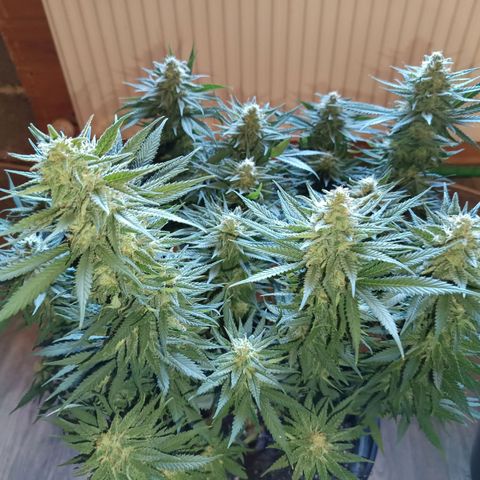 Green Poison growlog timeline photo