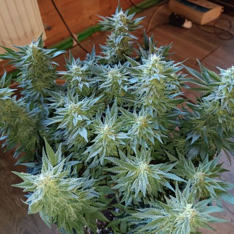 Green Poison growlog timeline photo