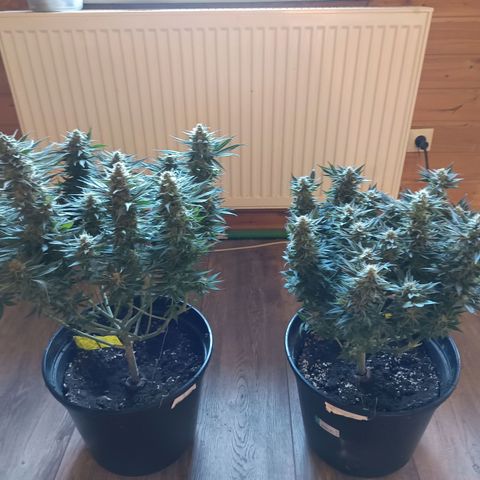 Green Poison growlog timeline photo