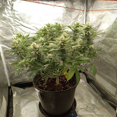 Hindu Kush growlog timeline photo
