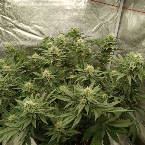 Hindu Kush growlog timeline photo