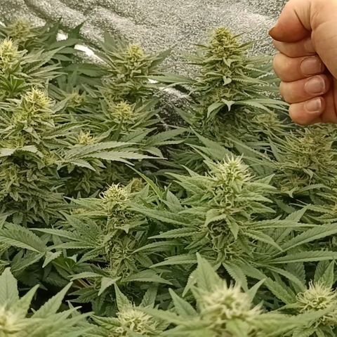 Hindu Kush growlog timeline photo