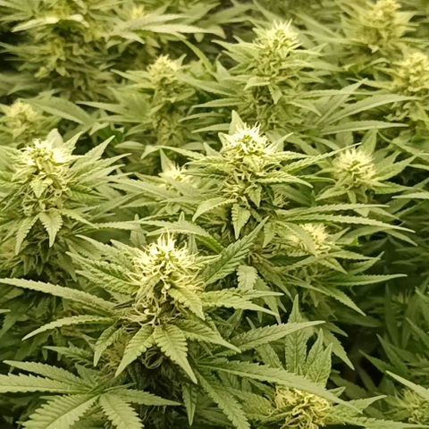 Hindu Kush growlog timeline photo