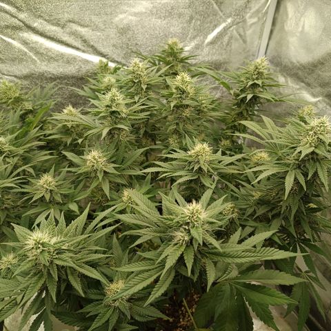 Hindu Kush growlog timeline photo