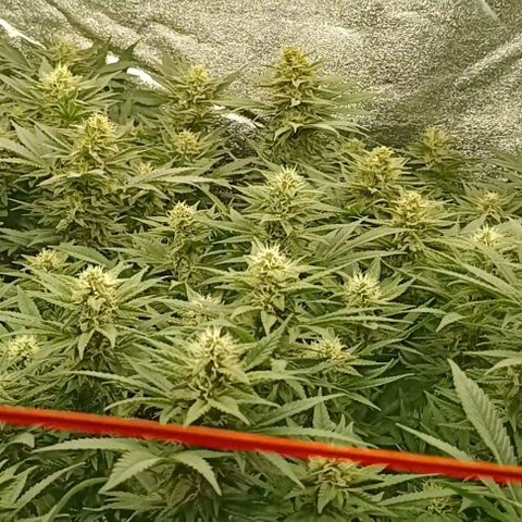 Hindu Kush growlog timeline photo