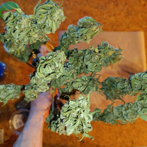Hindu Kush growlog timeline photo
