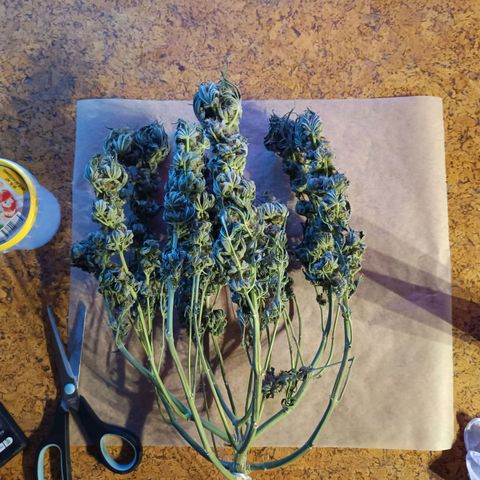 Hindu Kush growlog timeline photo