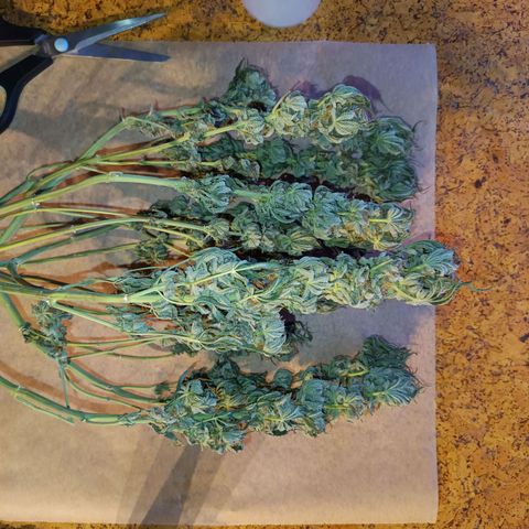 Hindu Kush growlog timeline photo