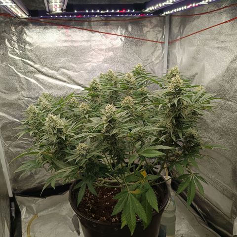 Hindu Kush growlog timeline photo