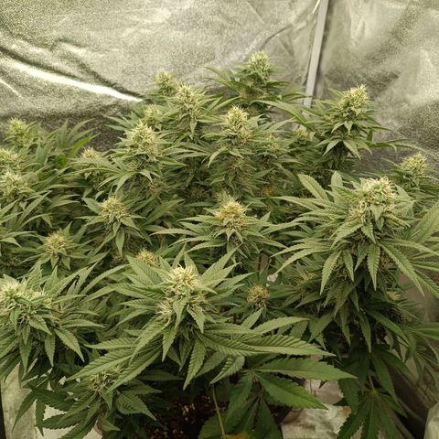 Hindu Kush growlog timeline photo