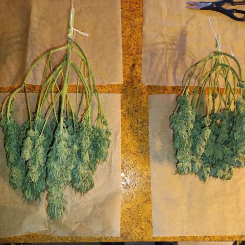 Green Poison growlog timeline photo