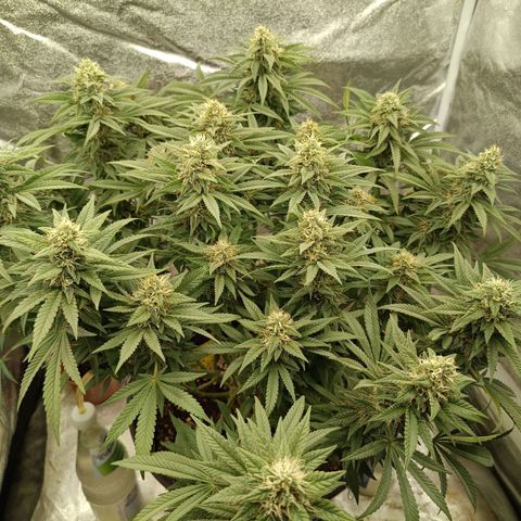 Hindu Kush growlog timeline photo