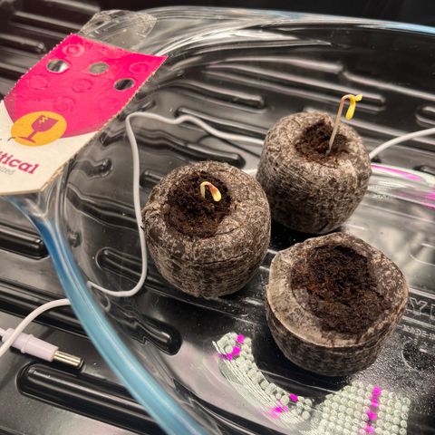 Critical growlog photo: Germinated then transplanted to final pot