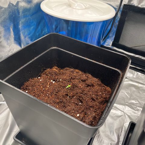 Critical growlog timeline photo