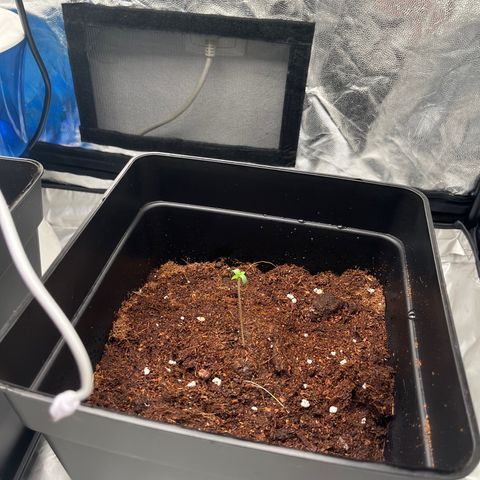 Critical growlog timeline photo
