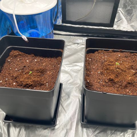 Critical growlog timeline photo