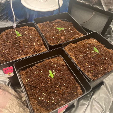 Critical growlog photo: Week 1