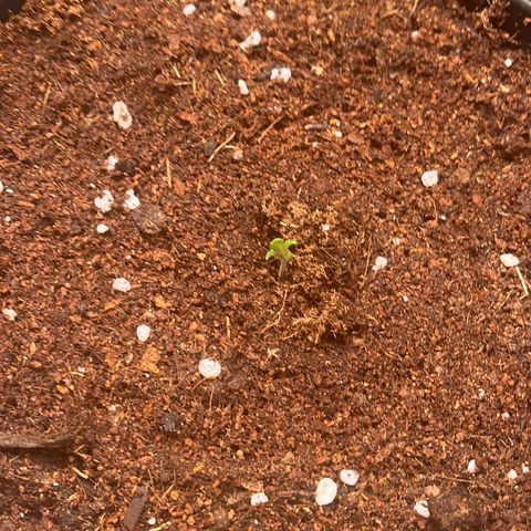 Critical growlog photo: Third critical seedling transplanted, spent a few days waiting for the wedding gelato to not live