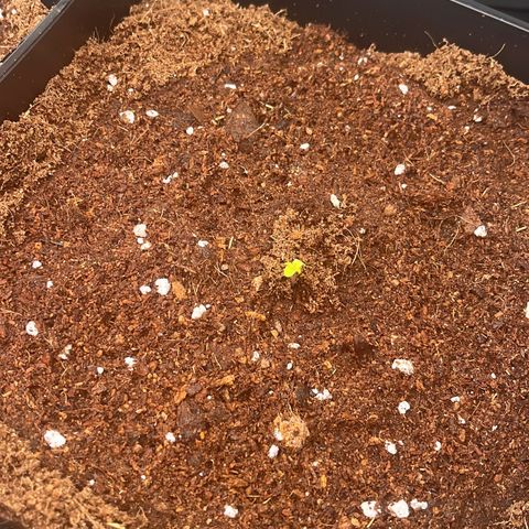 Critical growlog photo: Third critical seedling transplanted, spent a few days waiting for the wedding gelato to not live