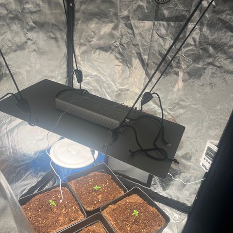Critical growlog timeline photo