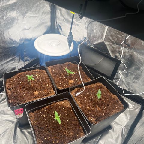 Critical growlog photo: Top right critical looked wavy yesterday. Didn’t water the plants and she looks better today, probably over watered them. 