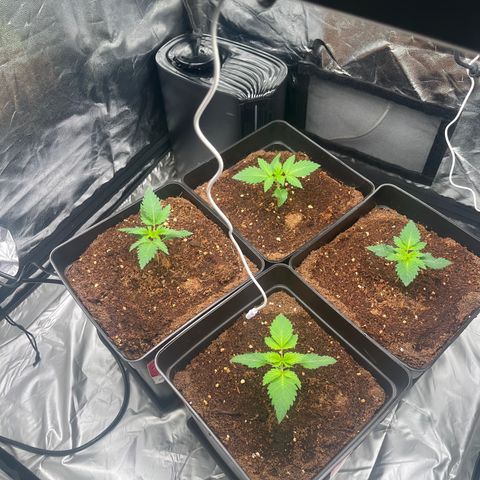 Critical growlog photo: Checking in