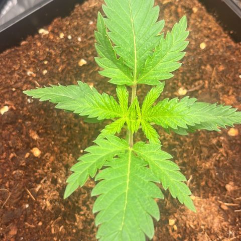 Critical growlog photo: Checking in