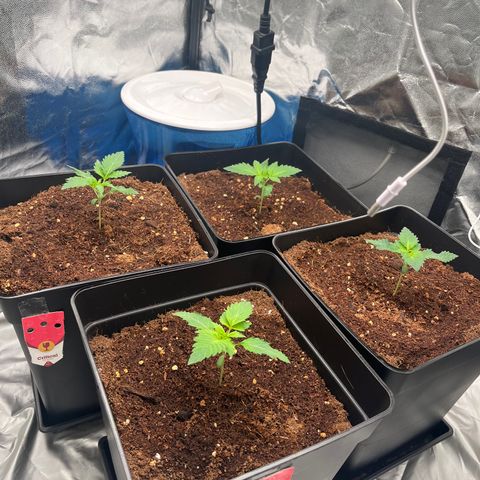Critical growlog photo: Last 3/4 days 