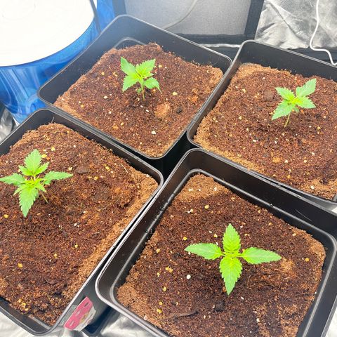 Critical growlog photo: Last 3/4 days 
