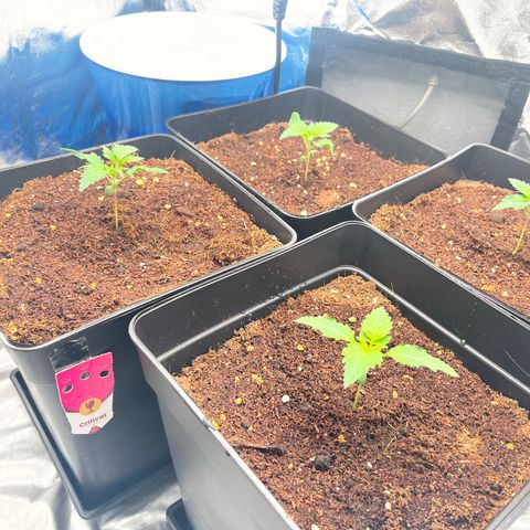 Critical growlog photo: Last 3/4 days 
