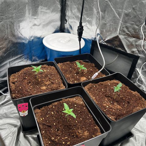 Critical growlog photo: Last 3/4 days 