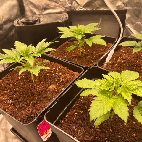 Critical growlog timeline photo