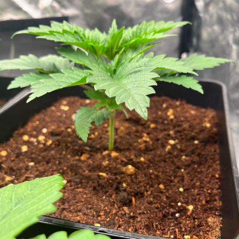 Critical growlog photo: Day 10 of veg