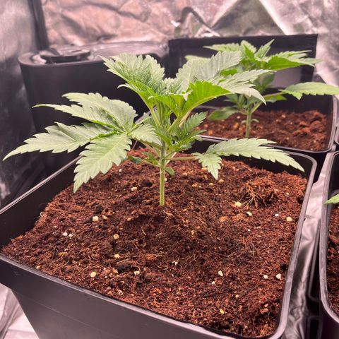 Critical growlog photo: Day 10 of veg