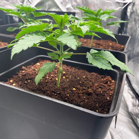 Critical growlog photo: Day 10 of veg