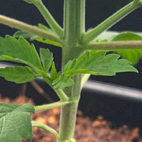 Critical growlog photo: Day 10 of veg