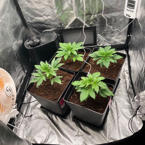 Critical growlog photo: Day 10 of veg
