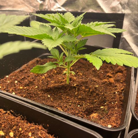 Critical growlog photo: Day 10 of veg