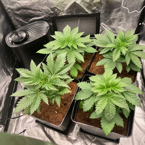 Critical growlog timeline photo
