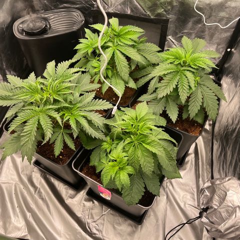 Critical growlog photo: Officially 2 weeks of veg (may 18th-jun 1st)