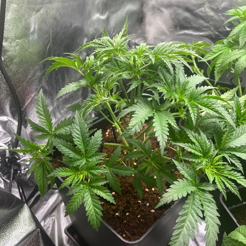 Critical growlog timeline photo