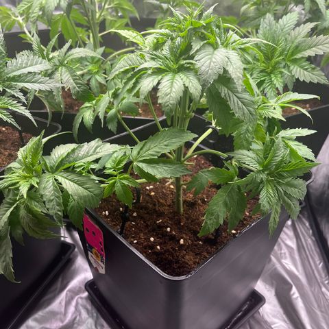 Critical growlog timeline photo