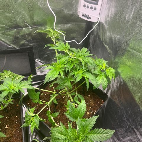 Critical growlog timeline photo