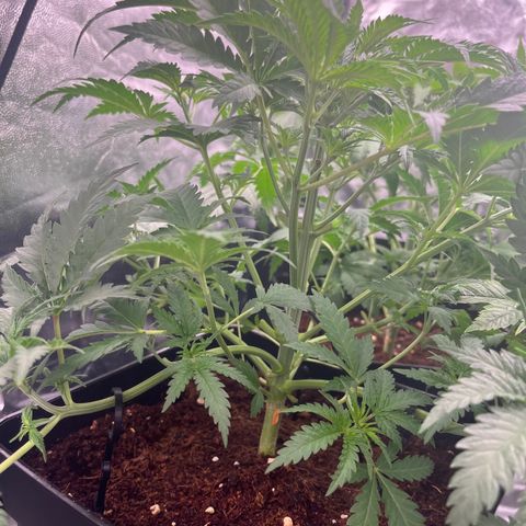 Critical growlog timeline photo