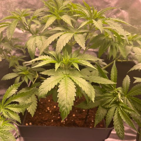Critical growlog timeline photo