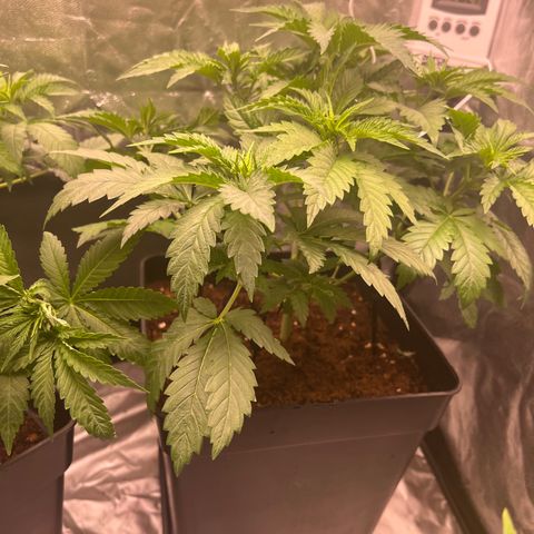 Critical growlog timeline photo