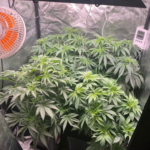 Critical growlog timeline photo